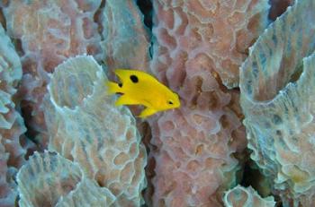 Threespot Damselfish, Azure Vase Sponge, Caribbean | Obraz na stenu