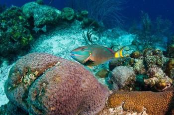 Stoplight Parrotfish, Bonaire, Netherlands Antilles | Obraz na stenu