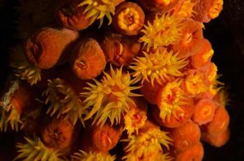 Orange Cup Coral, Netherlands Antilles | Obraz na stenu