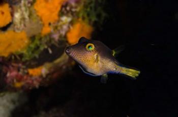 Sharpnose Puffer fish, Bonaire, Netherlands Antilles | Obraz na stenu