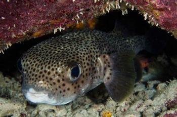 Porcupine Fish, Bonaire, Netherlands Antilles, Caribbean | Obraz na stenu