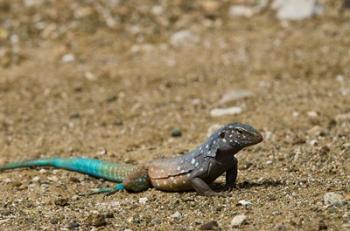 Bonaire Whiptail Lizard, Bonaire, Netherlands Antilles | Obraz na stenu