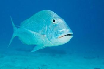 Jolthead Porgy fish, Bonaire, Netherlands Antilles | Obraz na stenu