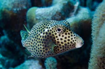 Spotted Trunkfish, Bonaire, Netherlands Antilles | Obraz na stenu
