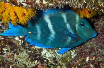 Blue Tang fish, Bonaire, Netherlands Antilles, Caribbean | Obraz na stenu