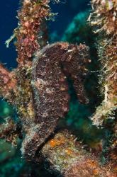 Longsnout Seahorse, Marine Life, Netherlands Antilles | Obraz na stenu