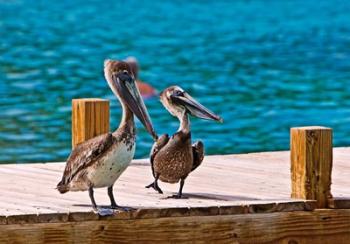 Brown Pelican | Obraz na stenu