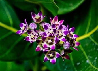 Crown Flower in Virgin Gorda, British Virgin Islands | Obraz na stenu