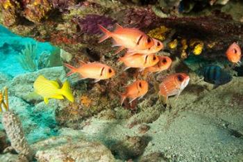 Soldierfish, grunts, Tortola, BVI | Obraz na stenu