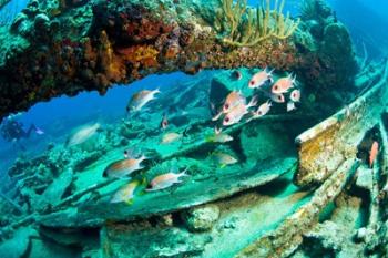 Schooling Soldierfish, Wreck of the RMS Rhone, coast of Salt Island, Tortola, British Virgin Islands, Caribbean | Obraz na stenu