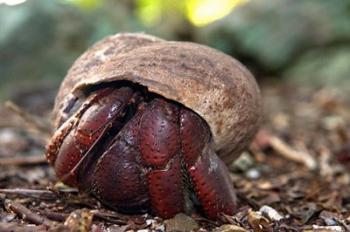 Hermit crab (crustacean), Virgin Islands | Obraz na stenu