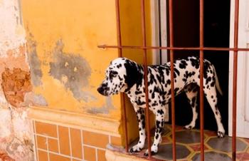 Spotted dog and colorful wall in Trinidad Cuba | Obraz na stenu