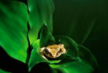 Coqui Frog in Puerto Rico | Obraz na stenu