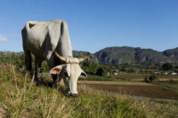 Ox Grazing, Farm animals, Vinales, Cuba | Obraz na stenu