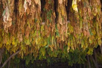 Drying tobacco, Cuba | Obraz na stenu