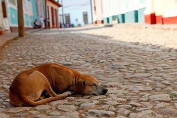 Cuba, Trinidad Dog sleeping in the street | Obraz na stenu