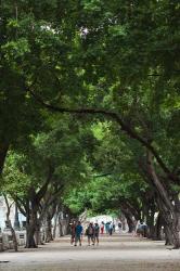 Cuba, Havana, Havana Vieja, Paseo de Marti walkway | Obraz na stenu