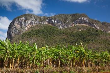 Cuba, Pinar del Rio Province, Palm plantation | Obraz na stenu