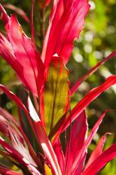 Cuba, Vinales, El Jardin de Caridad, Garden flora | Obraz na stenu