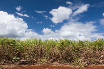 Cuba, Jaguey Grande, sugar cane agriculture | Obraz na stenu