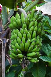 Cuba, Topes de Collantes banana fruit tree | Obraz na stenu