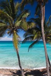 Cuba, Matanzas Province, Varadero, Varadero Beach palms | Obraz na stenu