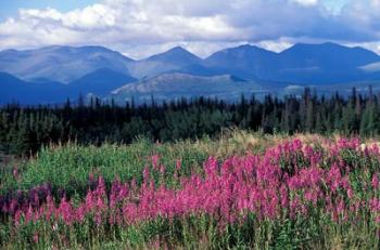 Fireweed Blooms near Kluane National Park, Yukon, Canada | Obraz na stenu