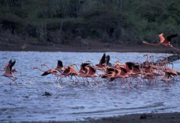 Flamingo Sanctuary, Curacao, Caribbean | Obraz na stenu