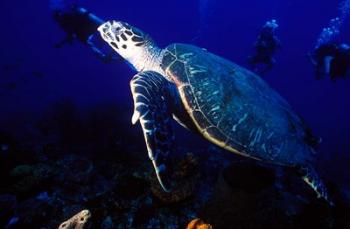 Loggerhead Turtle, Dominica, Caribbean | Obraz na stenu