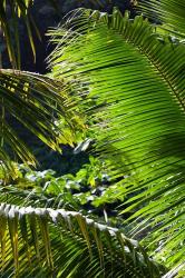 Dominica, Roseau, Vegetation, rainforest | Obraz na stenu