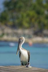 Dominican Republic, Bayahibe, Pelican bird | Obraz na stenu