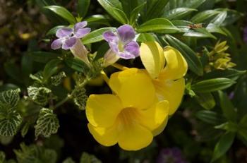 Dominican Republic, Punta Cana, Allamanda flower - yellow | Obraz na stenu