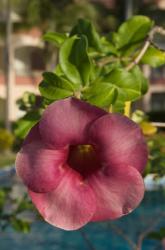 Dominican Republic, Punta Cana, Allamanda flower - pink | Obraz na stenu