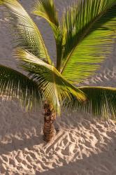 Palm tree, Bavaro Beach, Higuey, Punta Cana, Dominican Republic | Obraz na stenu