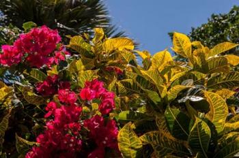 Bougainvillea flowers, Bavaro, Higuey, Punta Cana, Dominican Republic | Obraz na stenu