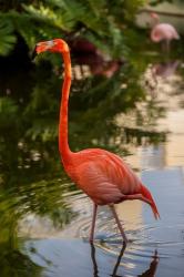 Pink flamingo, Bavaro, Higuey, Punta Cana, Dominican Republic | Obraz na stenu