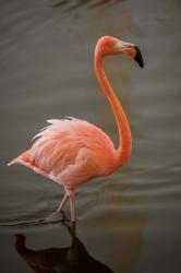 Flamingo, Tropical bird, Dominican Republic | Obraz na stenu