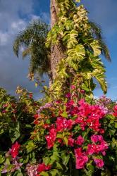 Bougainvillea flora, Bavaro, Higuey, Punta Cana, Dominican Republic | Obraz na stenu