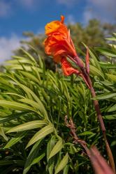 Dominican Republic, Punta Cana, Flower | Obraz na stenu