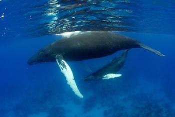 Humpback whale mother and calf, Silver Bank, Domincan Republic | Obraz na stenu