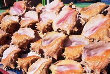 Conch Shells, St Georges, Grenada, Caribbean | Obraz na stenu