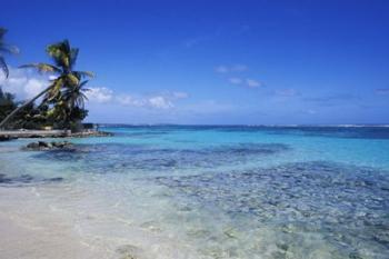 Beach and Palms in Sainte Anne, Guadeloupe | Obraz na stenu