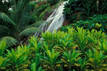 Shaw Park Gardens, Jamaica, Caribbean | Obraz na stenu