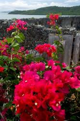 Flowering Bougainvillea & Ruins, Chateau Dubuc, Martinique, French Antilles, West Indies | Obraz na stenu