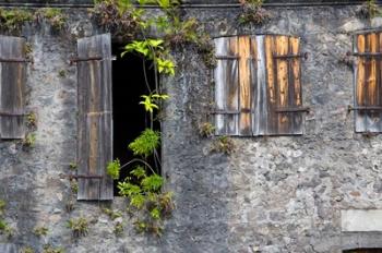 Tropical Plants, St Pierre, Martinique, French Antilles, West Indies | Obraz na stenu