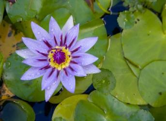 Blue Water Lily, Jardin De Balata, Martinique, French Antilles, West Indies | Obraz na stenu