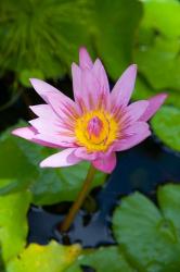 Martinique, West Indies, Water lily flower | Obraz na stenu