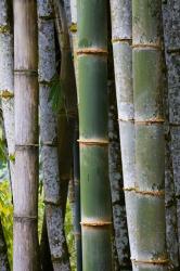 Bamboo, Jardin De Balata, Martinique, French Antilles, West Indies | Obraz na stenu