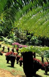 Tropical Plants at the Pitons du Carbet, Martinique, Caribbean | Obraz na stenu