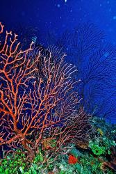 Underwater, Bonaire, Netherlands Antilles | Obraz na stenu